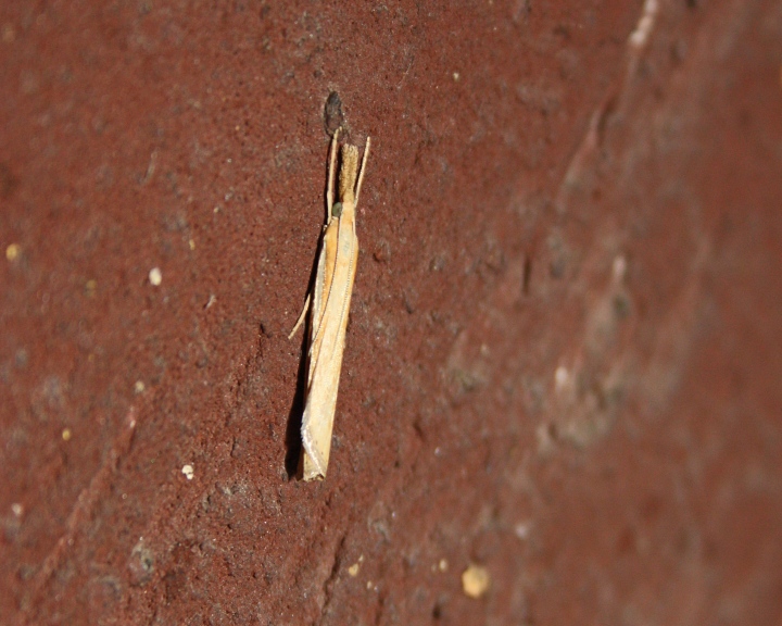 CRAMBIDE : Agriphila tristella?